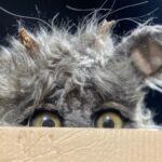 Le paradoxe du chat - Festival RéciDives